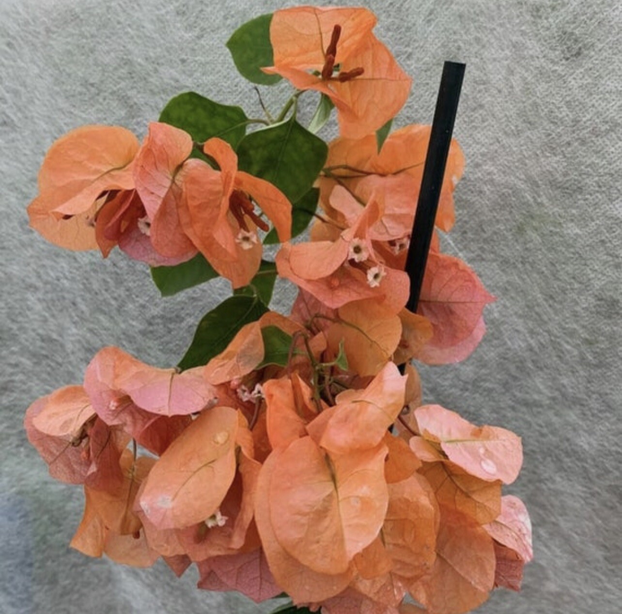 Bougainvillea “Orange” 1 gallon pot. (18 to 24 inches )