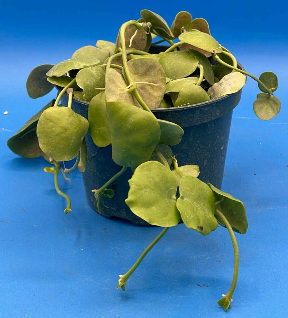 Dischidia Platyphylla Ships With 5.5” Pot – Well Rooted and Super Healthy! (1)