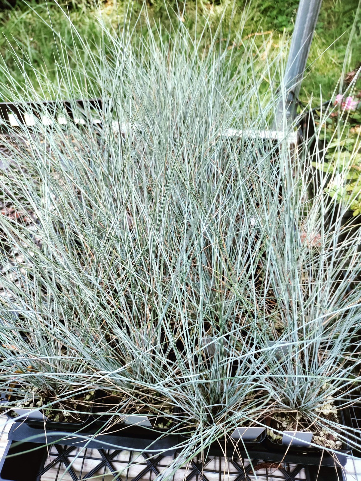 Blue Fescue Grass ‘Elijah Blue’ plant 3.25″ pot – Festuca glauca