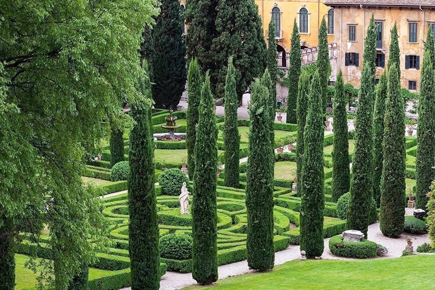 Italian Cypress | 2 Inch | Cupressus sempervirens | Low Maintenance | Hardy