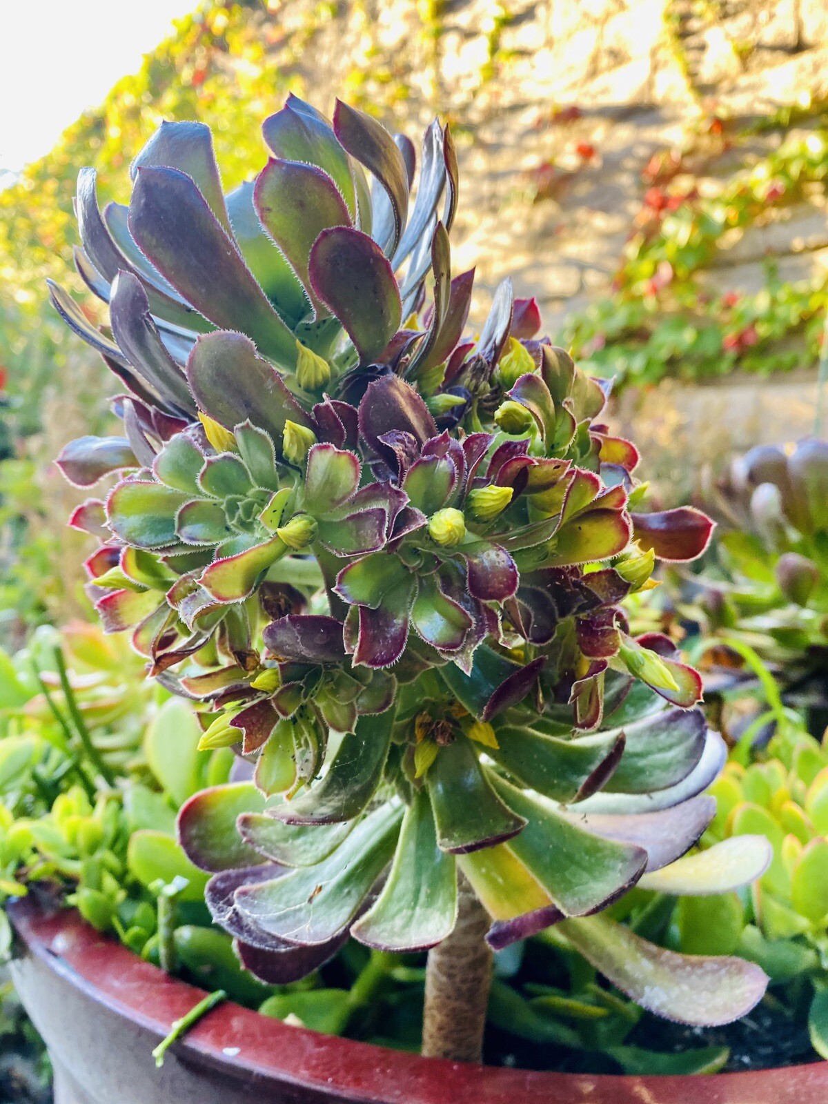 4 RARE Succulent Cuttings Aeonium Arboreum for $18.99 ORGANIC