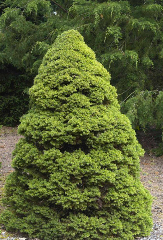 Bell Nursery Picea Conica (Dwarf Alberta Spruce) In 1 Gallon Gold Holiday Pot