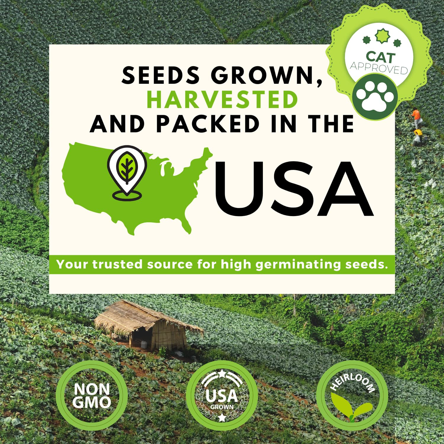 3200+ Cat Grass Seeds – Catnip Seeds, Alfalfa Seeds, Oat Seeds, and Oat & Bar…