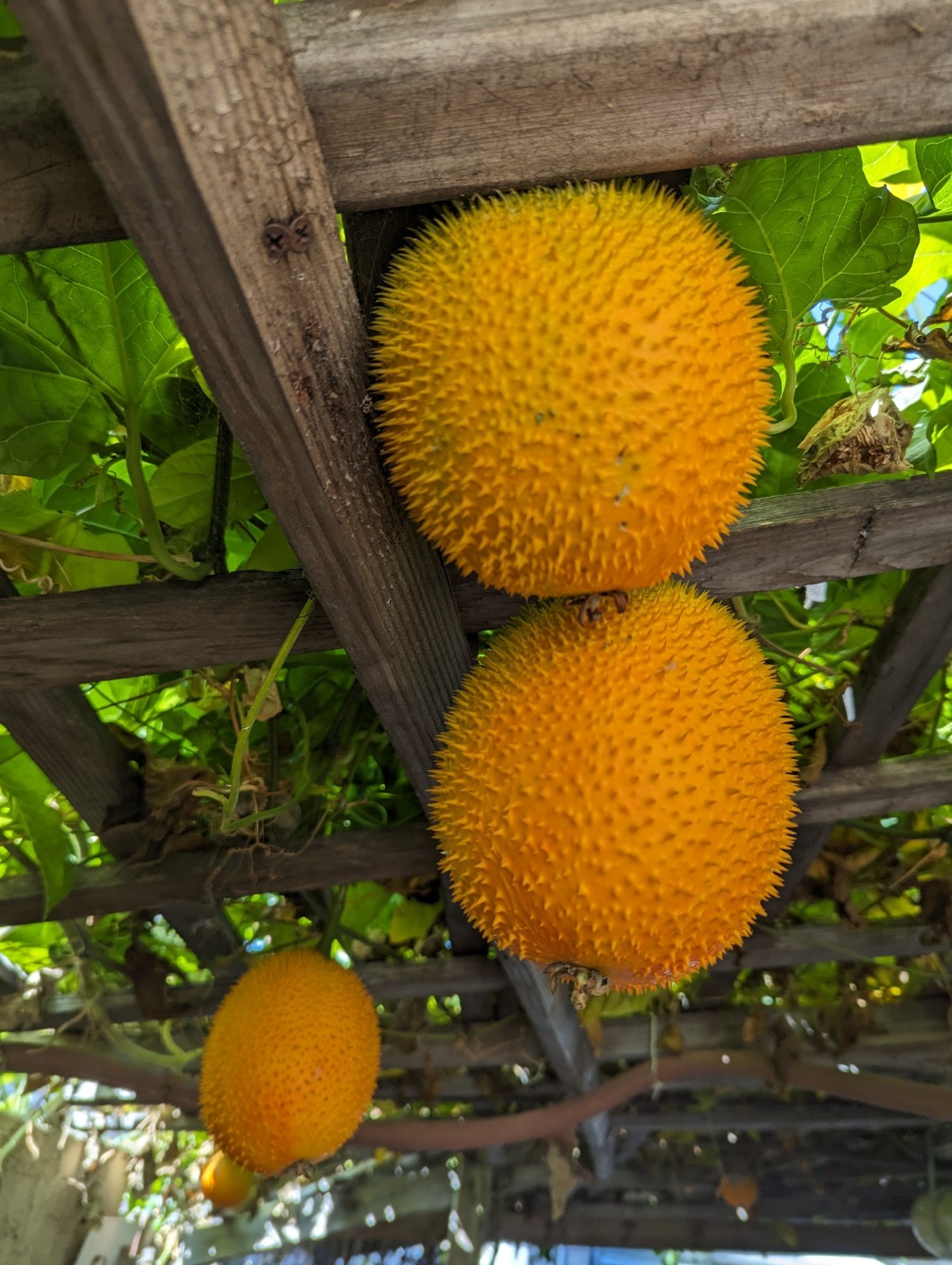 Dec 2025 Harvest | 10 Gac Fruit Seeds | Momordica Cochinchinensis | Hạt Trái Gấc