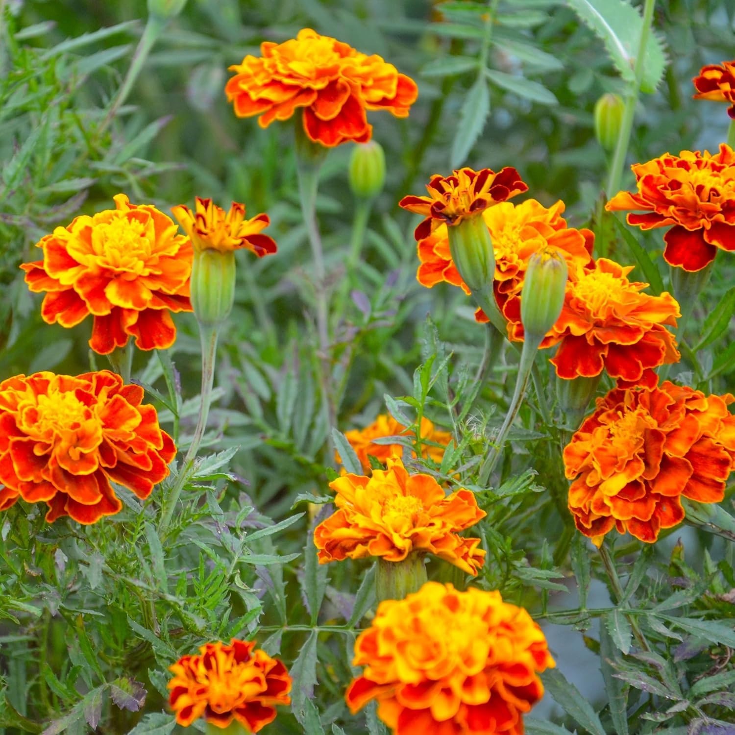 Orange Red Yellow Marigold Seeds – Easy Grow Fragrant Pollinator Attractor
