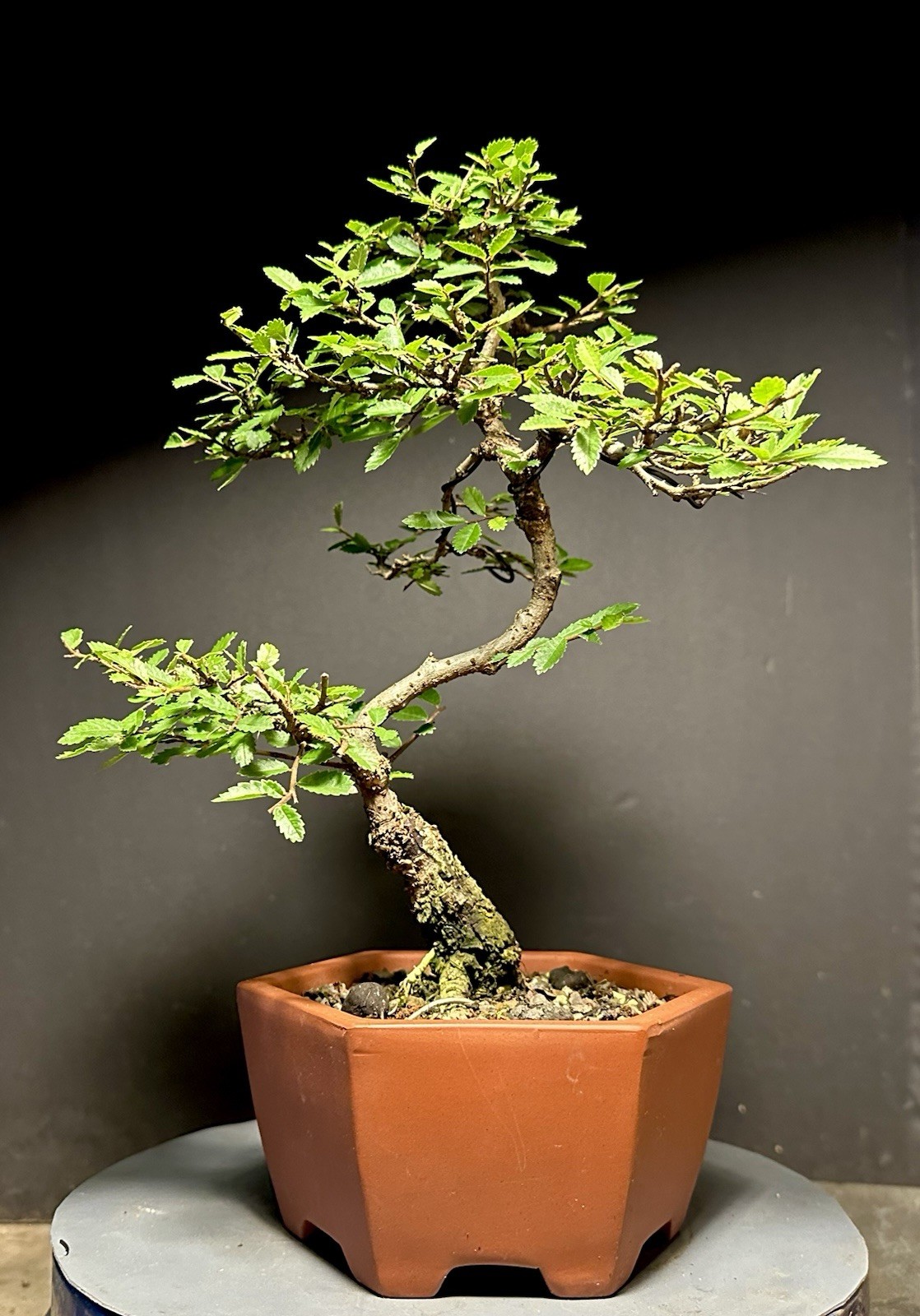 Bonsai Tree Cork Bark Chinese Elm From Root Cutting 13” tall Quality Chinese Pot