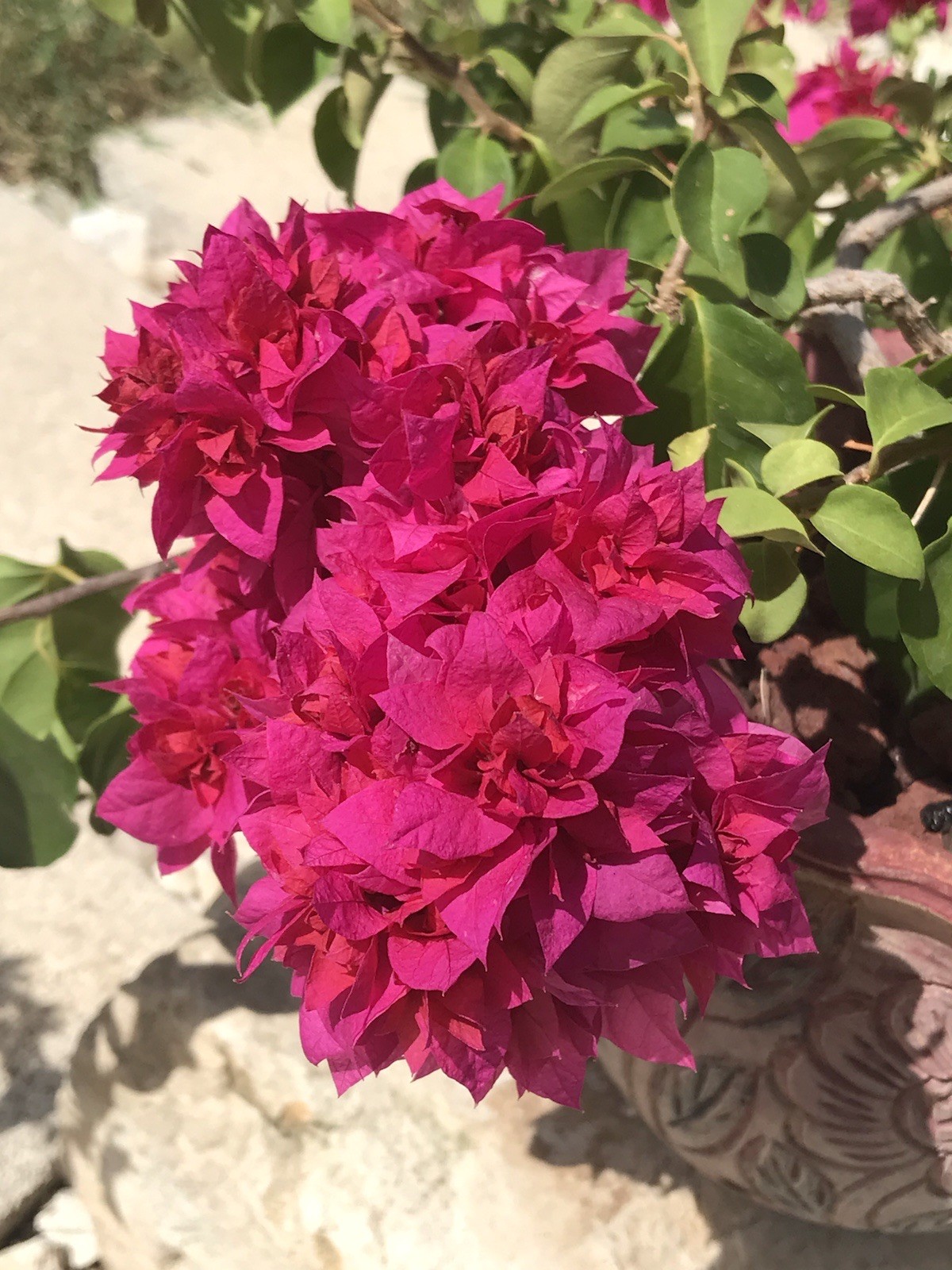 bougainvillea live plant Double Red
