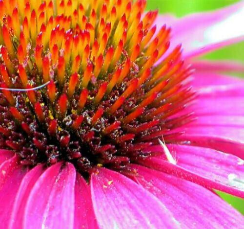 1000+ PERENNIAL WildFlower Seeds w/ Sunflowers Heirloom Pollinator Non-GMO