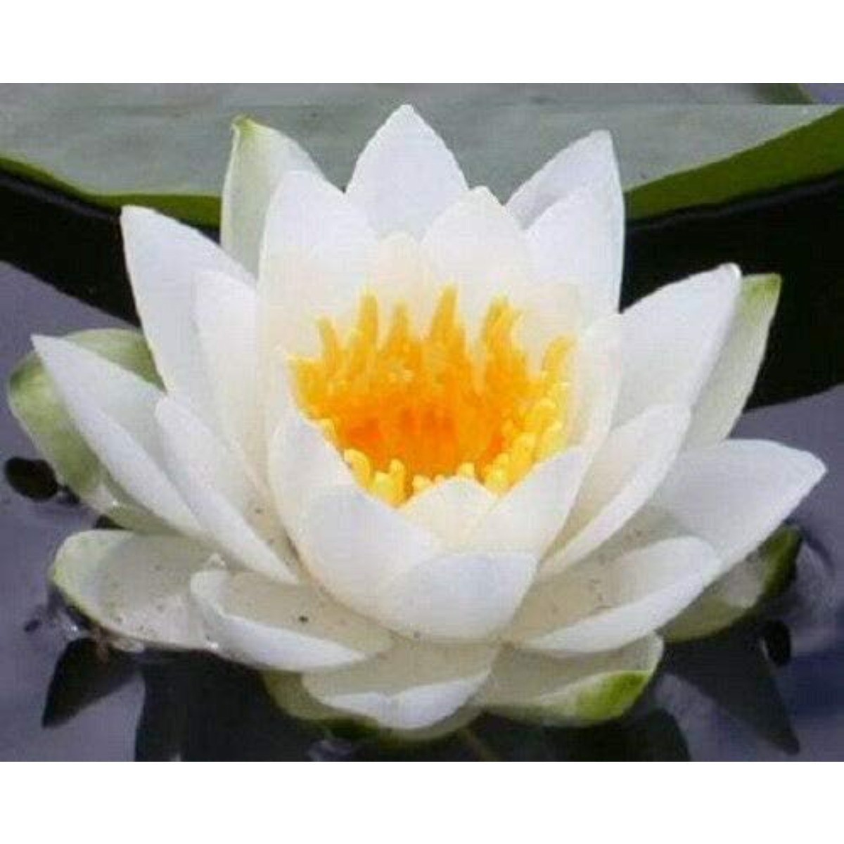 100 Pcs White Bonsai Bowl Lotus Seeds Water Lilys Flower Plant Lotus Seeds