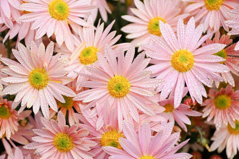 Sheffield Pink Chrysanthemum / Dendranthema 15 Plants in 3-1/2 inch Pots