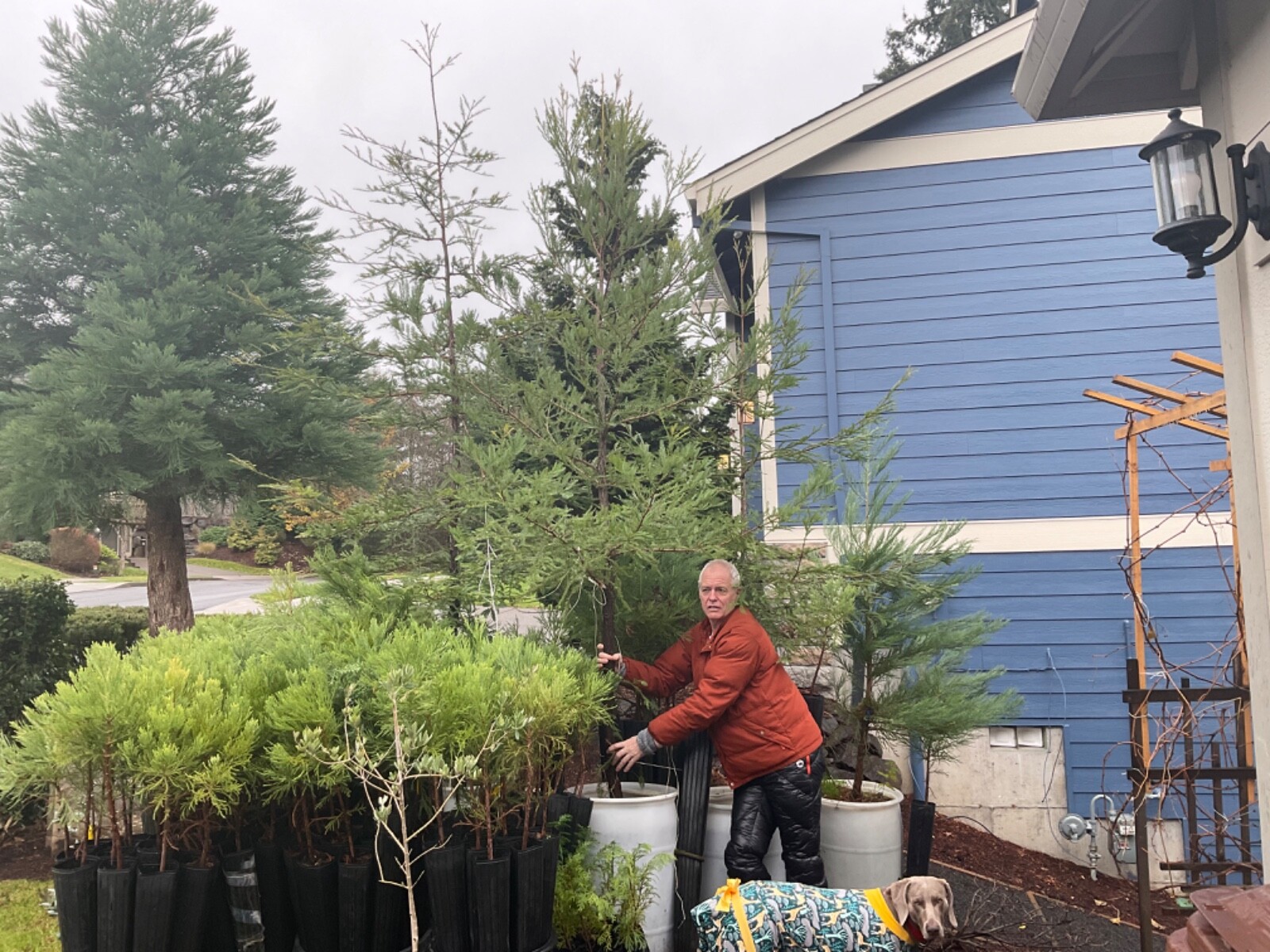 Giant Coastal Redwood Tree, Stage 3 trees 8-12 foot STARTS