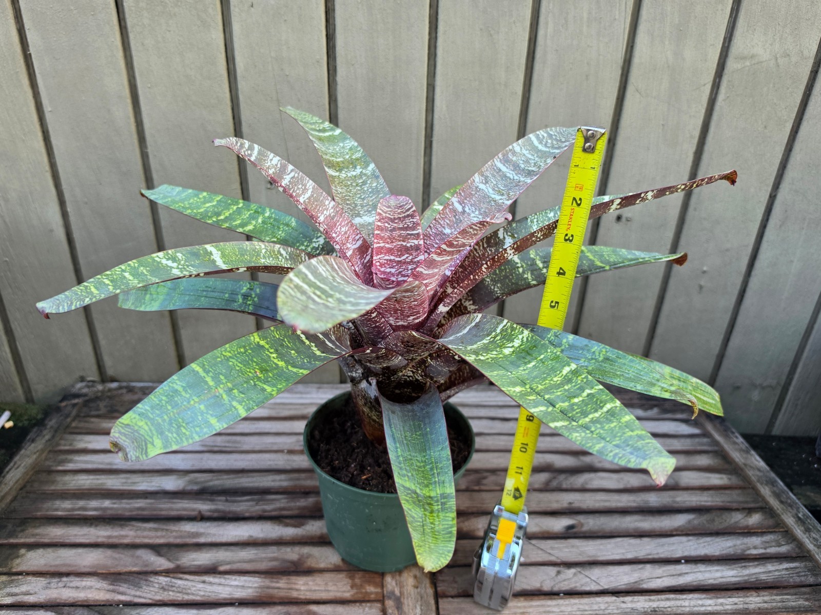 Vriesea ‘red chestnut’ rare bromeliad 6”pot