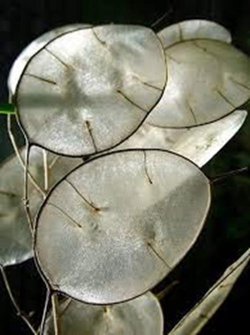 Seedville 100 LUNARIA Biennis (Money Plant / Silver Dollar / Honesty / Moonwort)