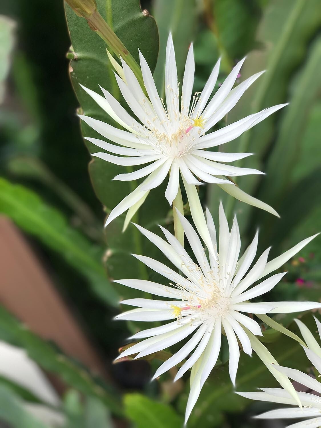 3 Epiphyllum Orchid Cactus Night Blooming Cereus Hookeri Strictum cuttings