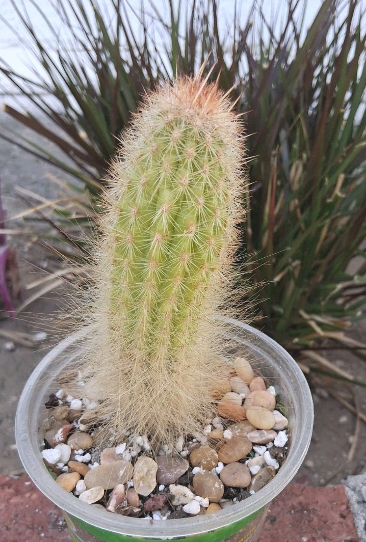 Trixanthocereus Blossfeldiorum Cactus Beautiful Fluff At Base! Red Spines On Top
