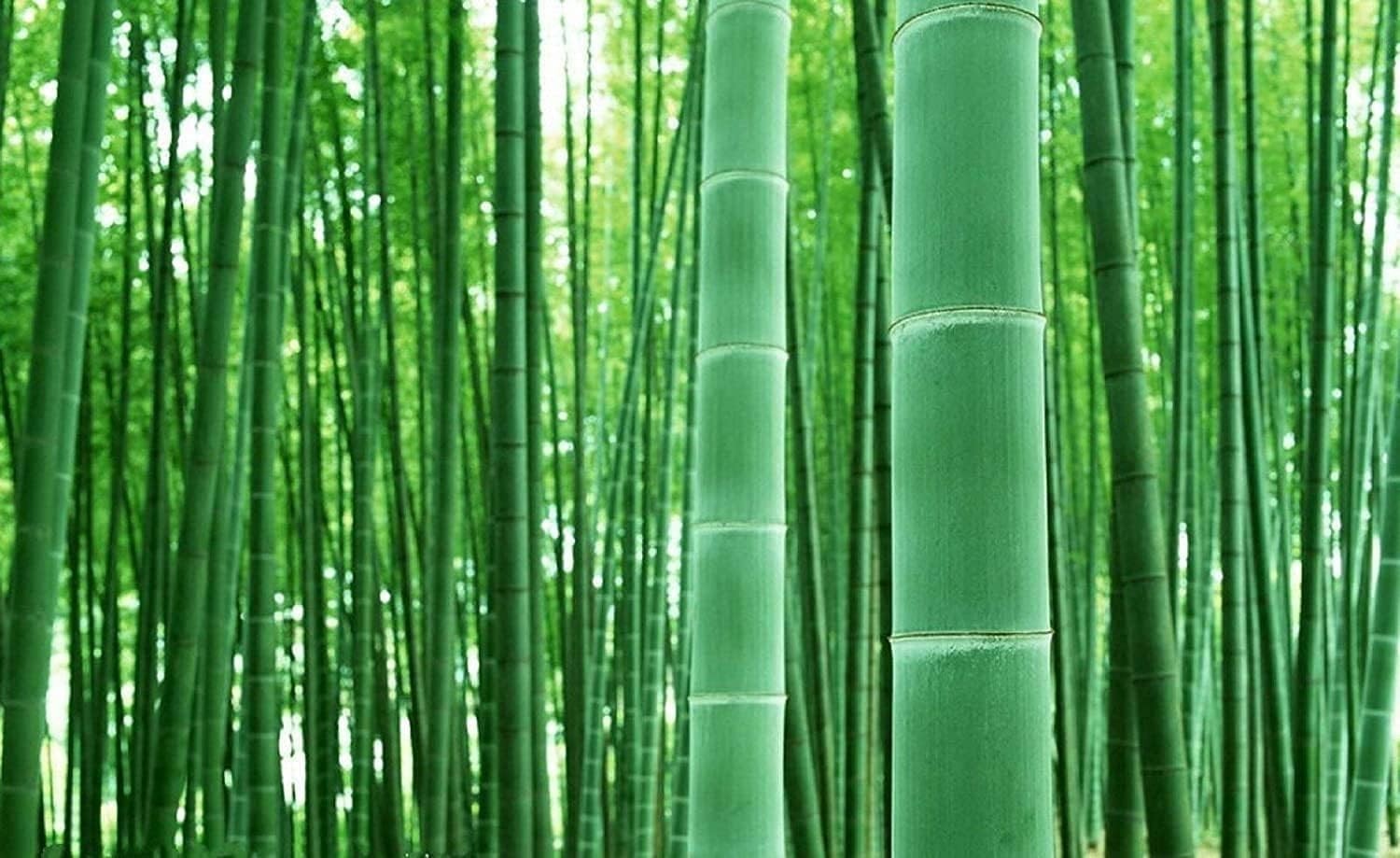 100+ GMO-Free Giant Timber Bamboo Seeds for Rapid Growth & Privacy in Any Garden