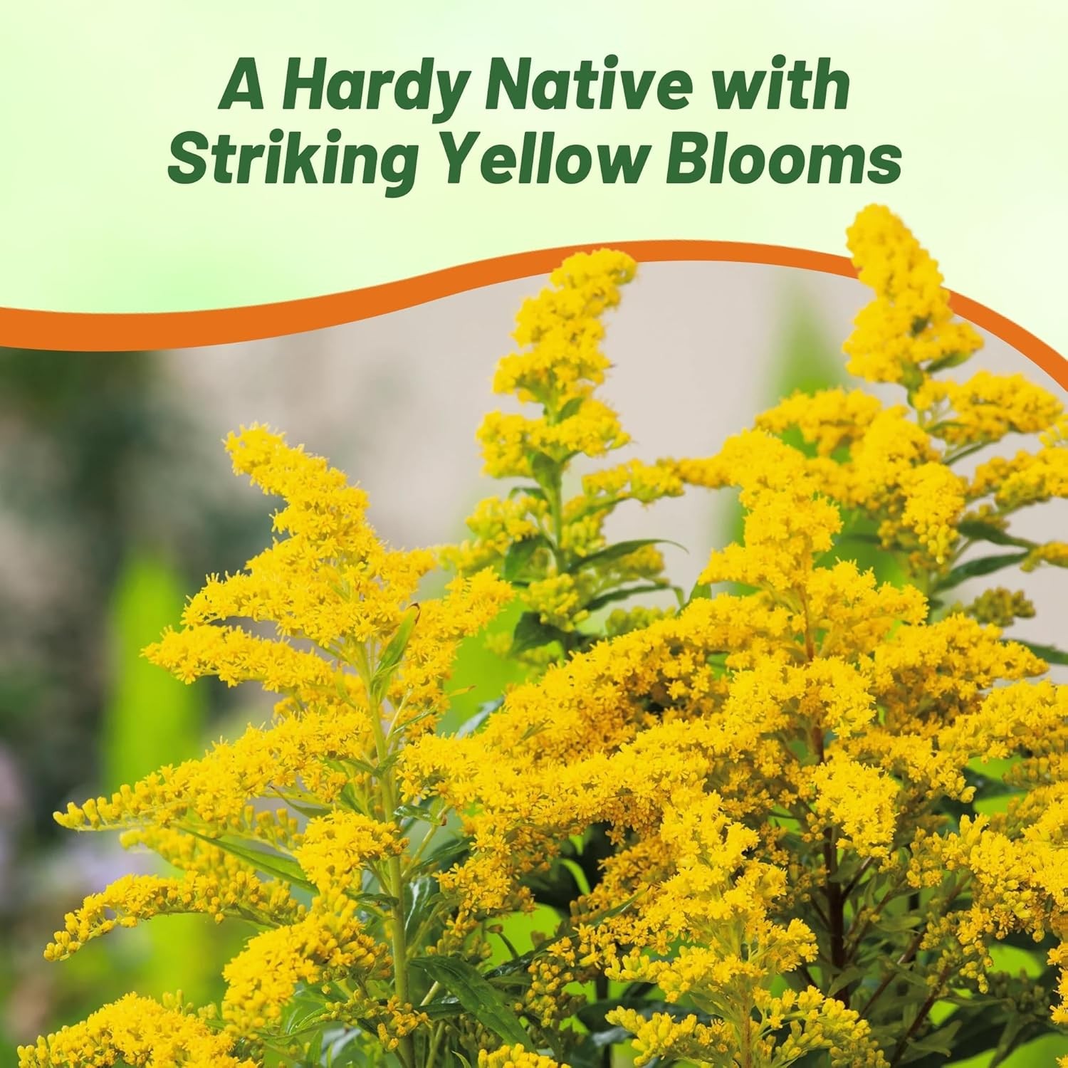10000 Seeds Yellow Solidago Seeds For Planting – Goldenrod Flower Seed