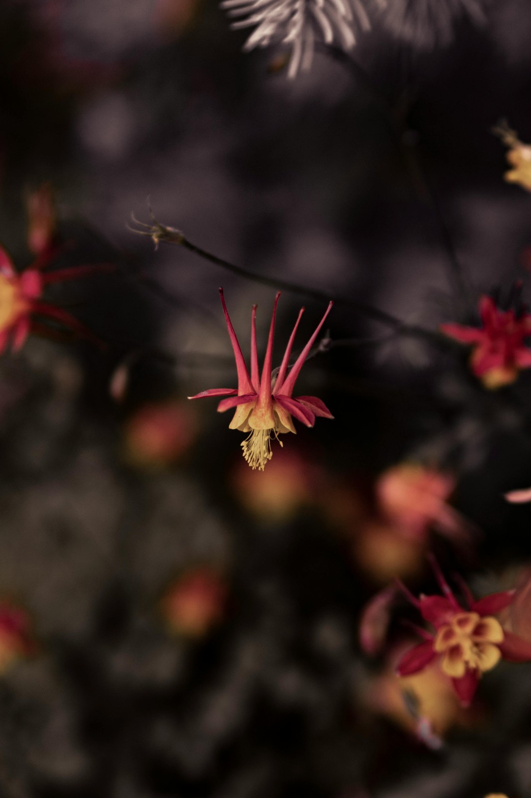 Eastern Red Columbine | Midwest Flora | Wild Columbine