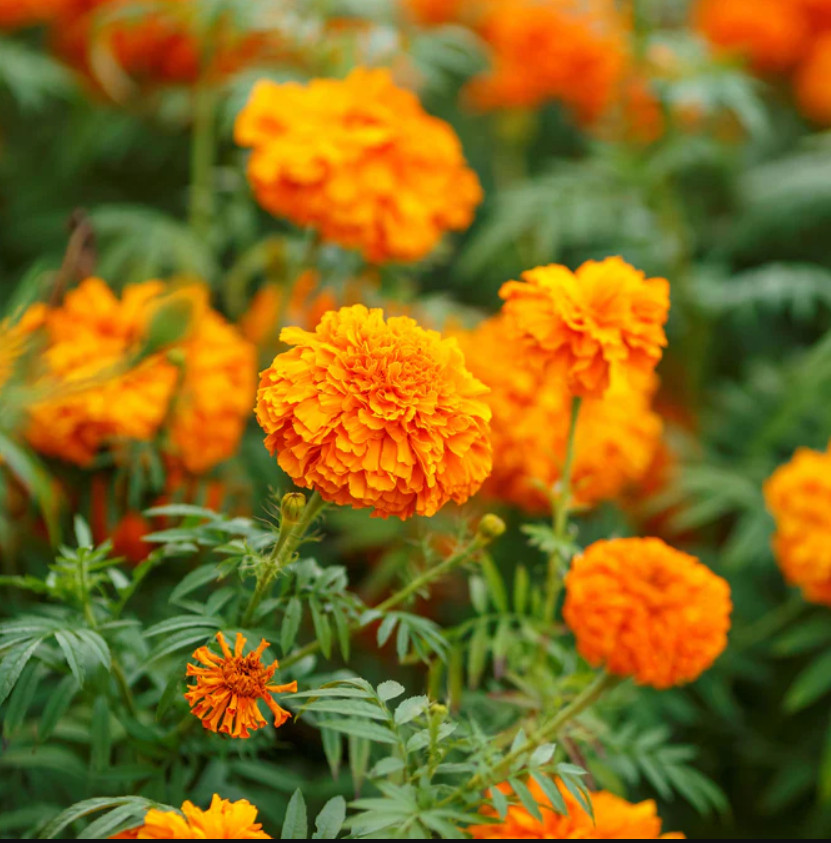 Marigold, African MANDARIN Orange Double Beneficial Plant Non-GMO 100 Seeds