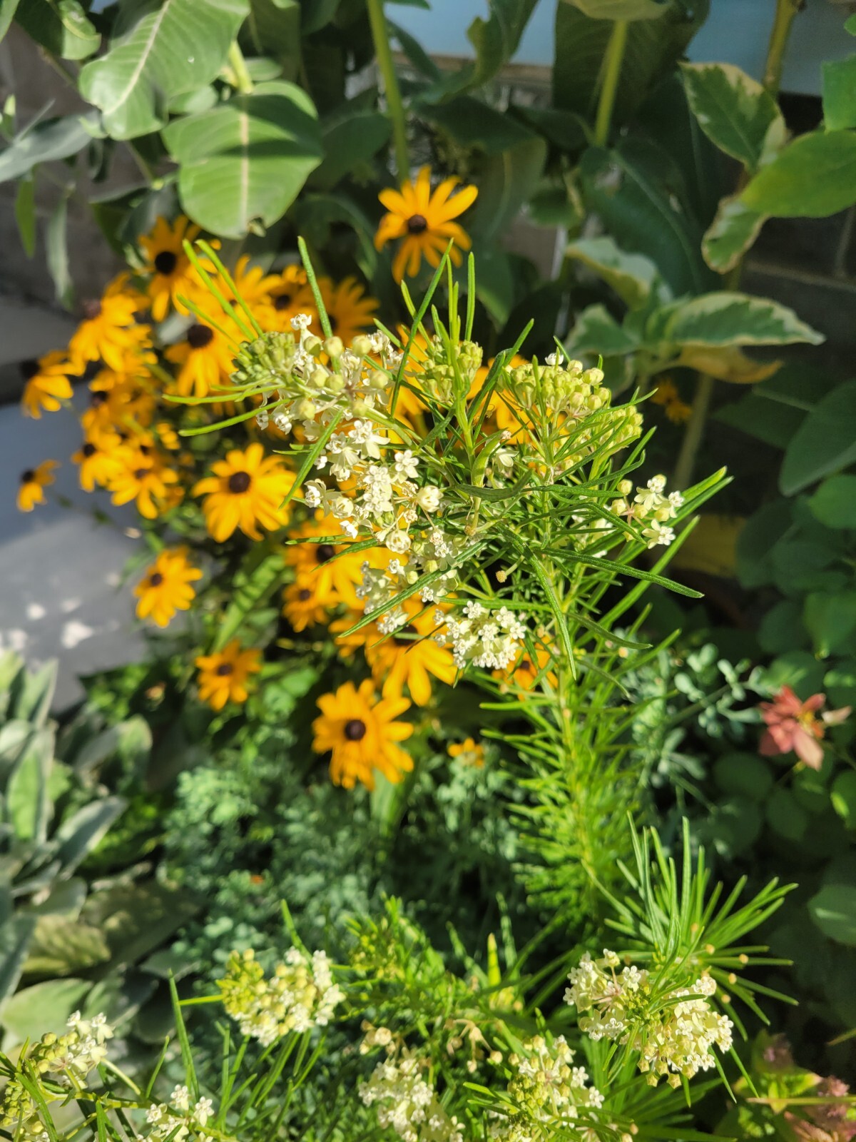 25 Seeds – Asclepias verticullata ‘Whorled’ Milkweed Perennial in Zones 3-9