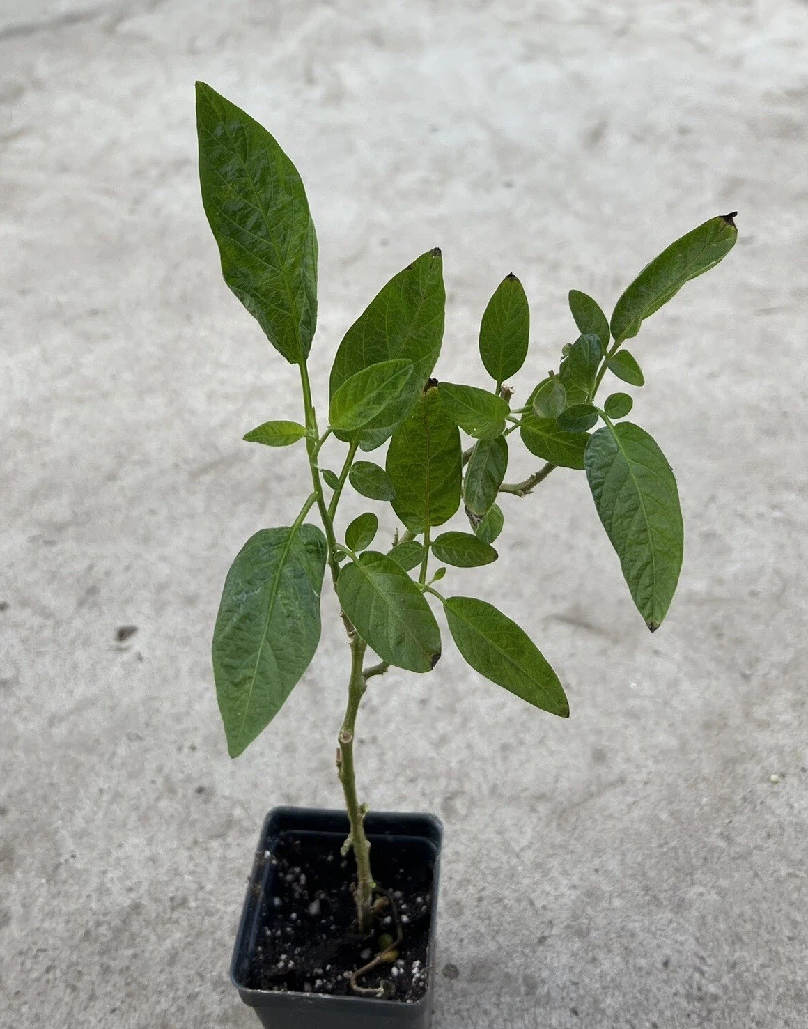 Pepino Melon Plant 8” Golden Sweet Ginseng Fruit Ready To Plant