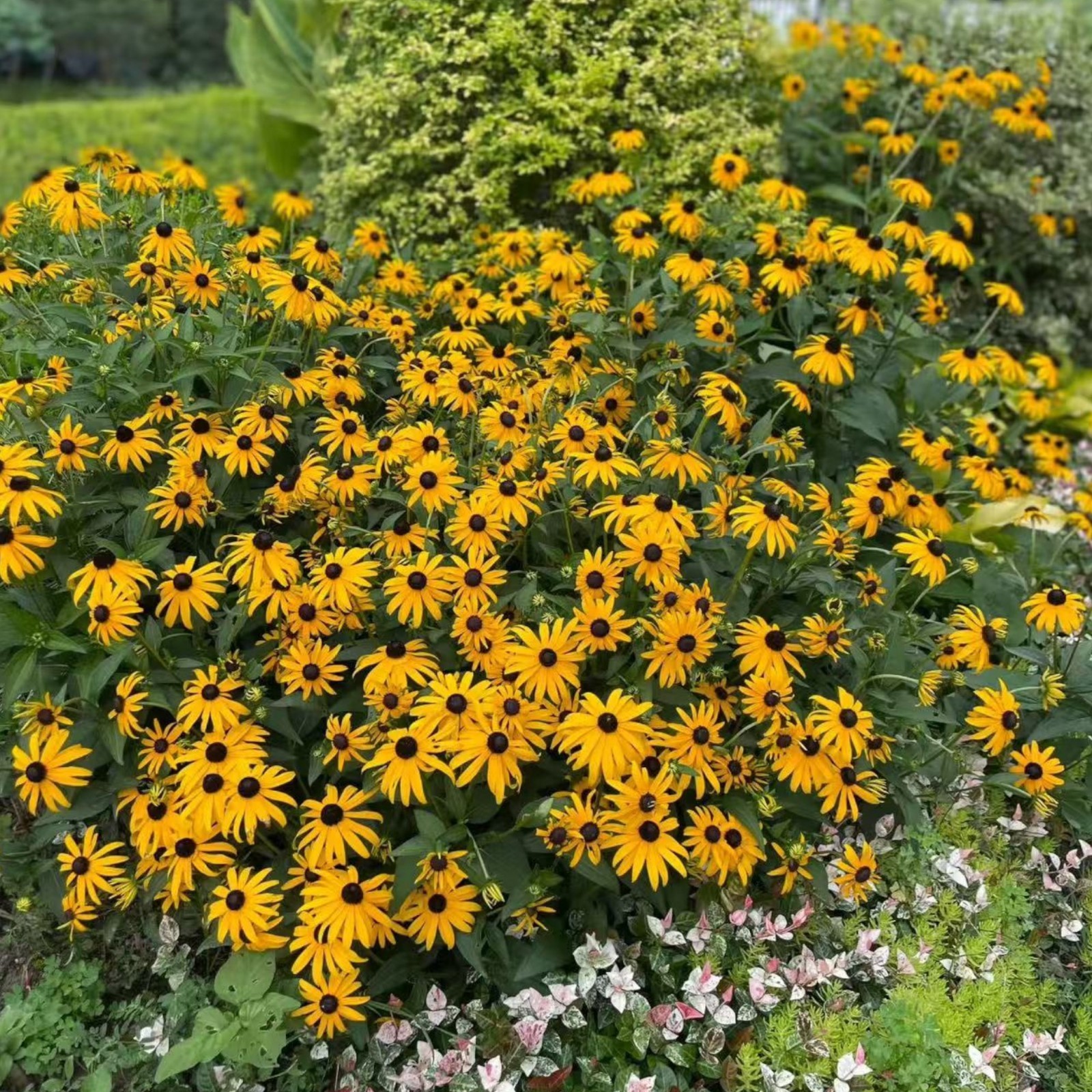 500 Black Eyed Susan Seeds Bright Yellow Daisy-Like Blooms for Garden Zones 3–9