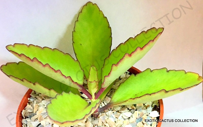 BRYOPHYLLUM PINNATUM kalanchoe pinnata miracle leaf succulent 4″ pot plant