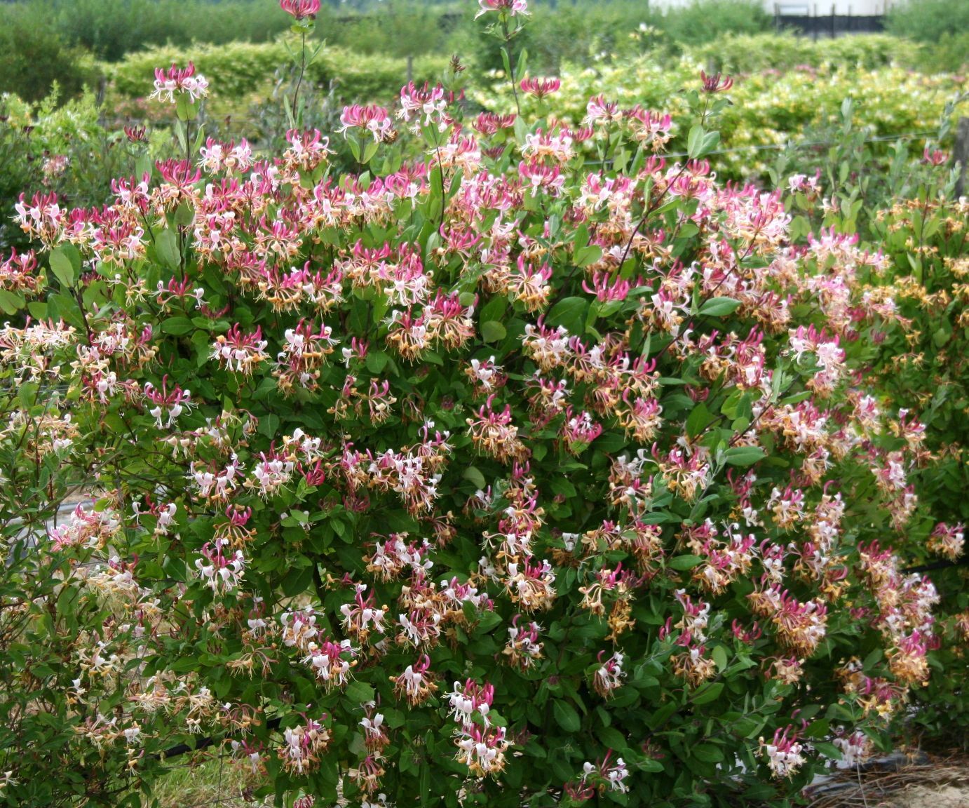 ~~PEACHES & CREAM~~Lonicera periclymenum Honeysuckle Vine~Rooted Starter Plant ~