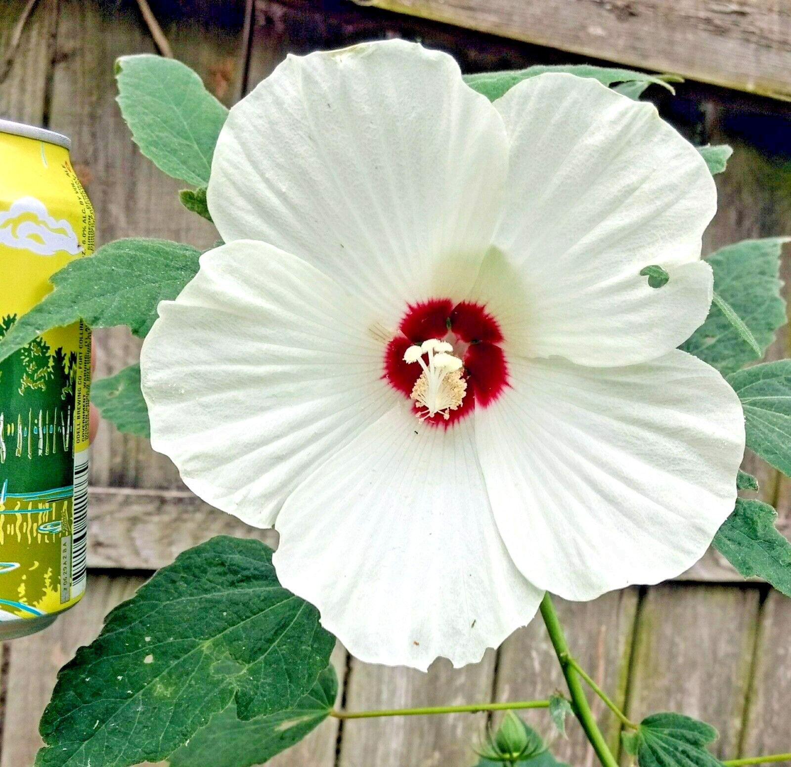 30 WHITE SWAMP ROSE MALLOW SEEDS ( with red center ) – WILD HIBISCUS