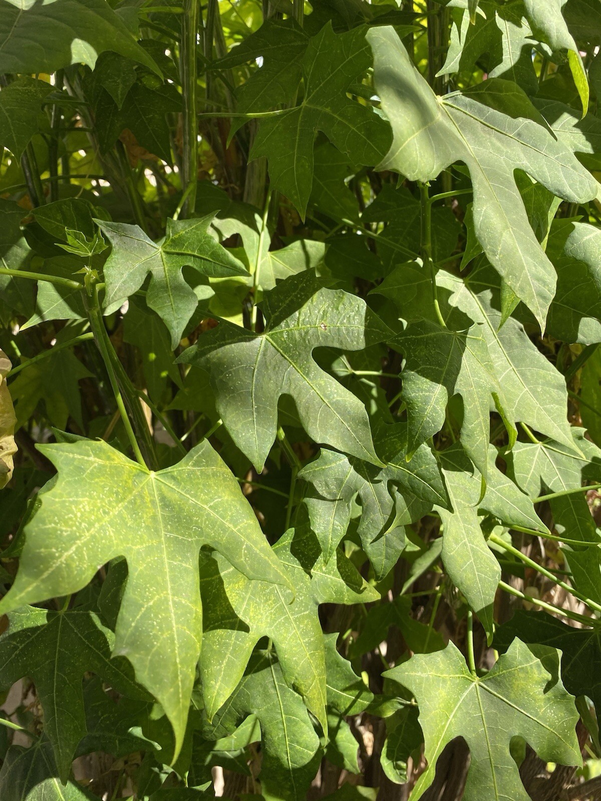 Chaya Plant, Tree Spinach, Superfood (5-8cuttings, About 10” ) Butterfly Bush