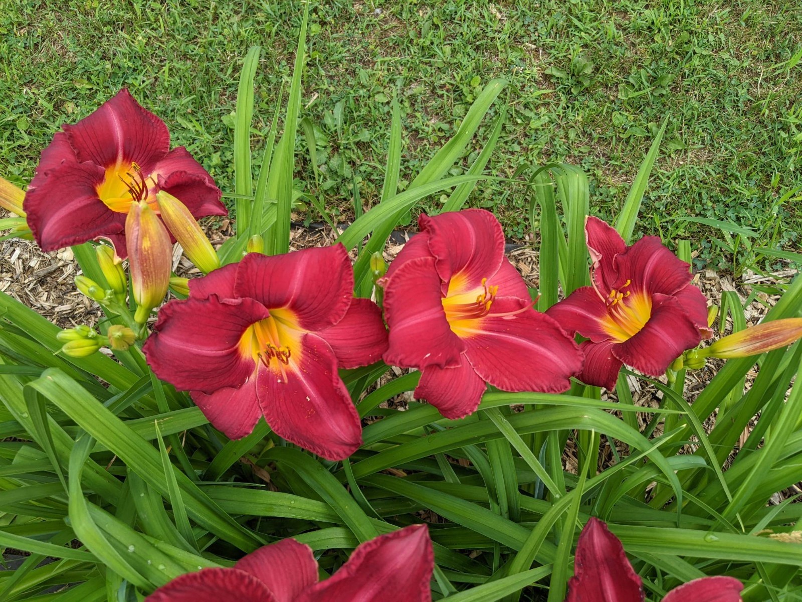 DAYLILY CHARLES JOHNSTON Cherry red with green throat – 2 Fans