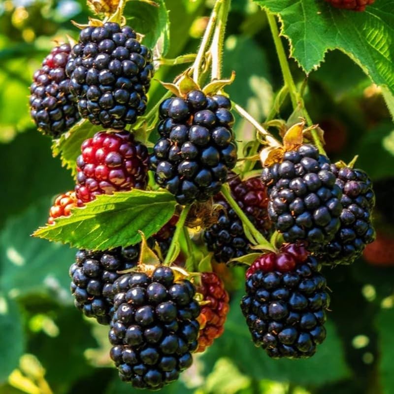 2 Navaho BlackBerry Plants Live, 4-8 Inch Height, BlackBerry Bush Live Plant