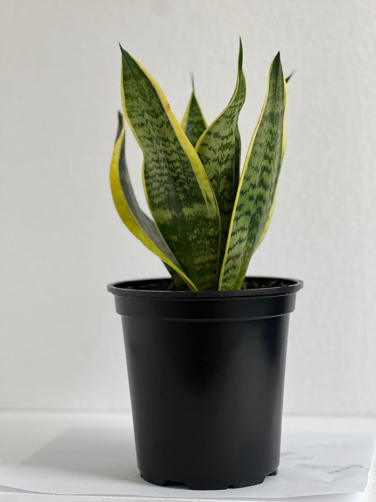 Snake Plant variety 4”