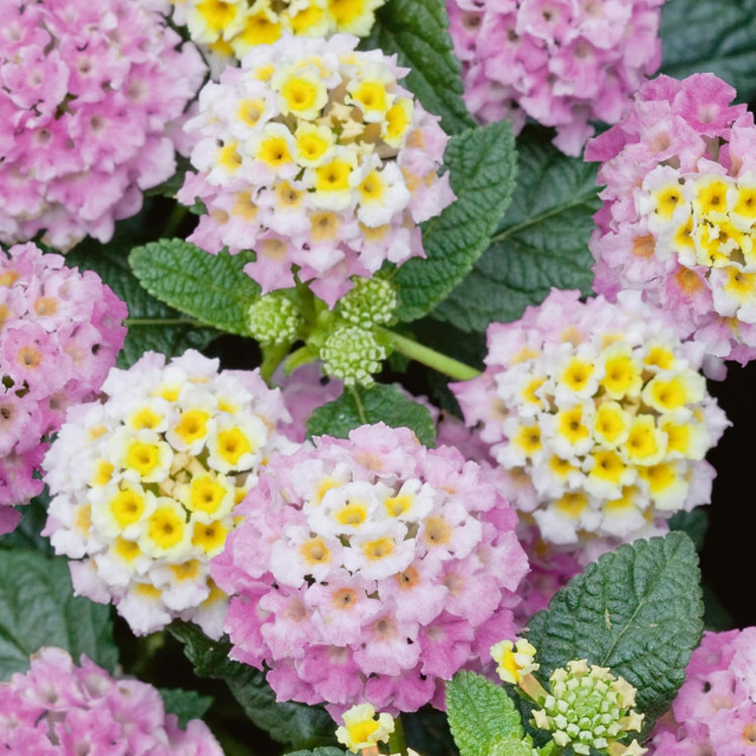 Lantana Flower Seeds for Planting – 300+ Mixed Color Flower Seeds to Plant Great