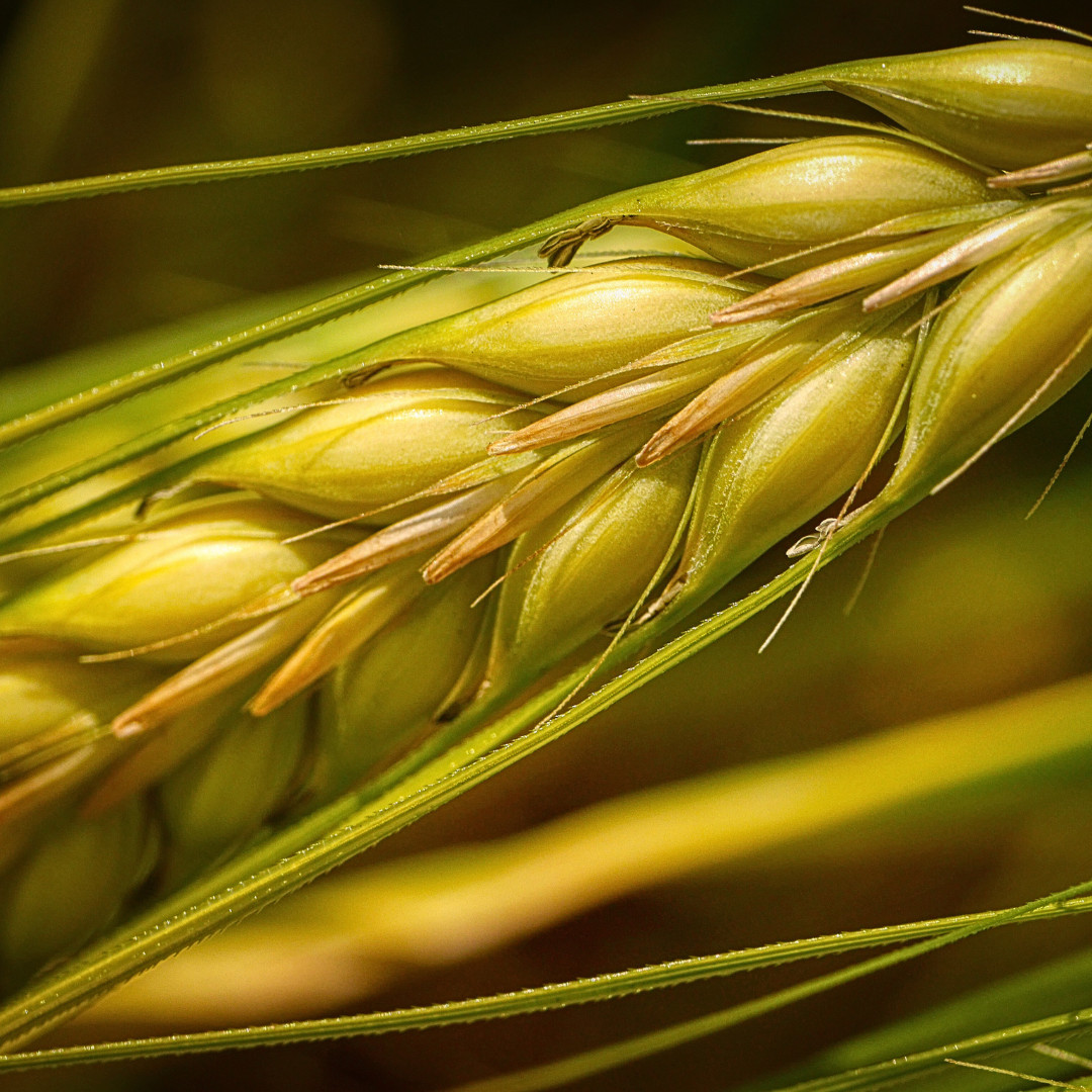Fresh Wheat Seeds | Hard Red Winter | Organic | Heirloom Non-GMO | Grain Seeds