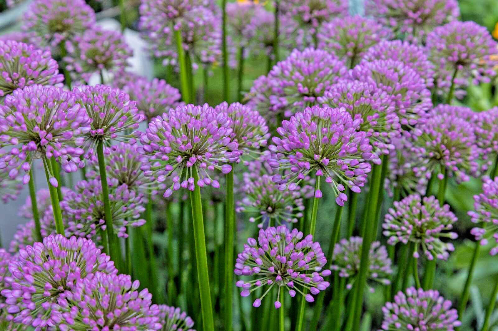 ALLIUM MILLENIUM LAVENDER FLOWERS 200 SEEDS, ORNAMENTAL ONION, HARDY