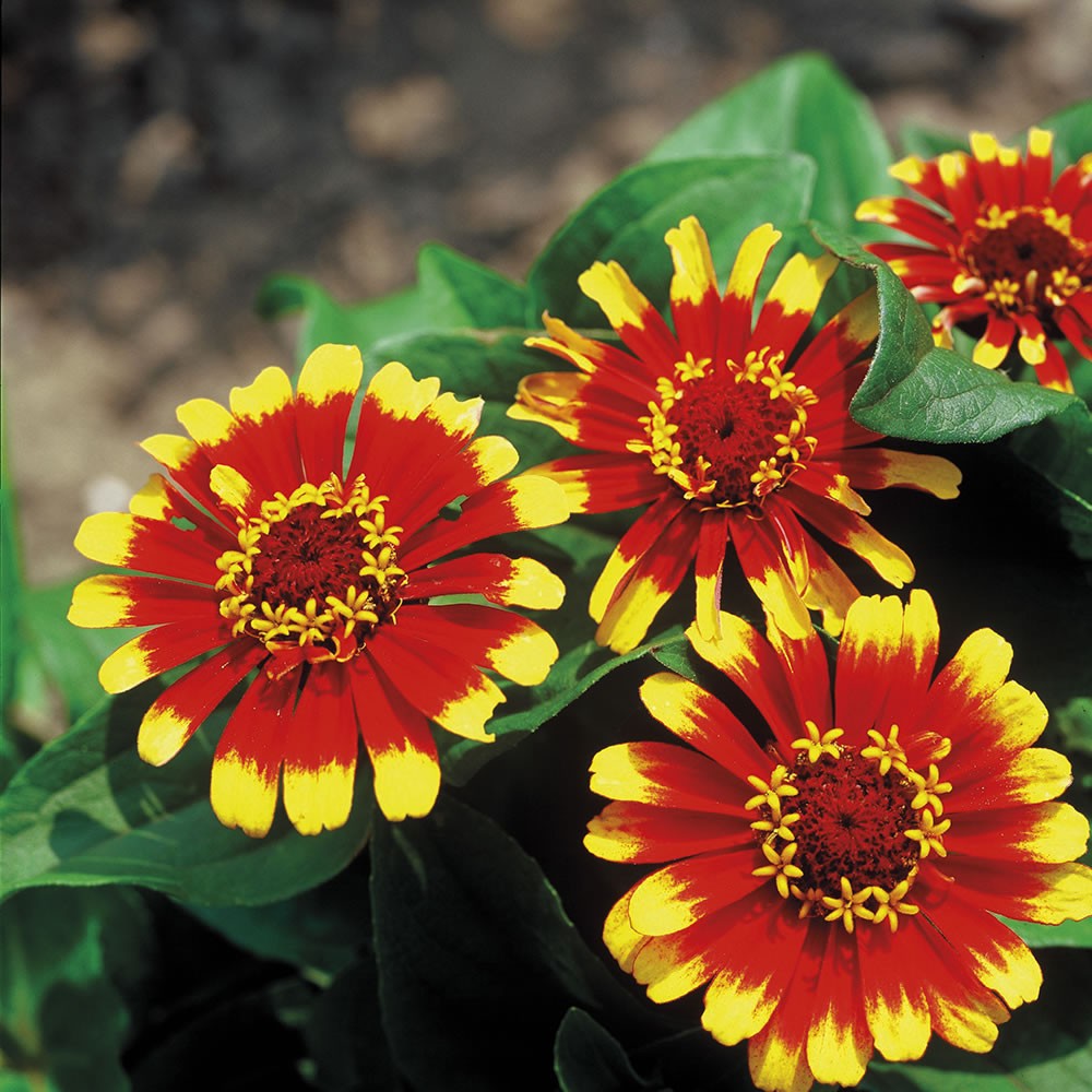 *NEW* Sombrero Zinnia Seeds Zinnia elegans Free Shipping!