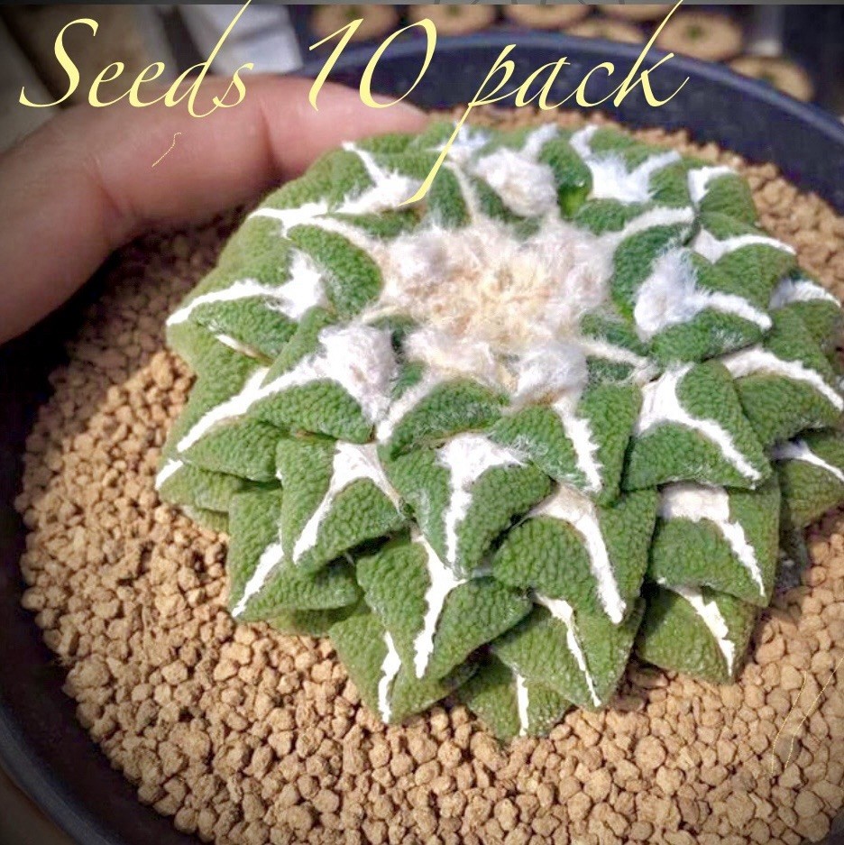 (10) Pack RARE SEEDS Ariocarpus Kotchoubeyanus V, Elephantidens US SELLER