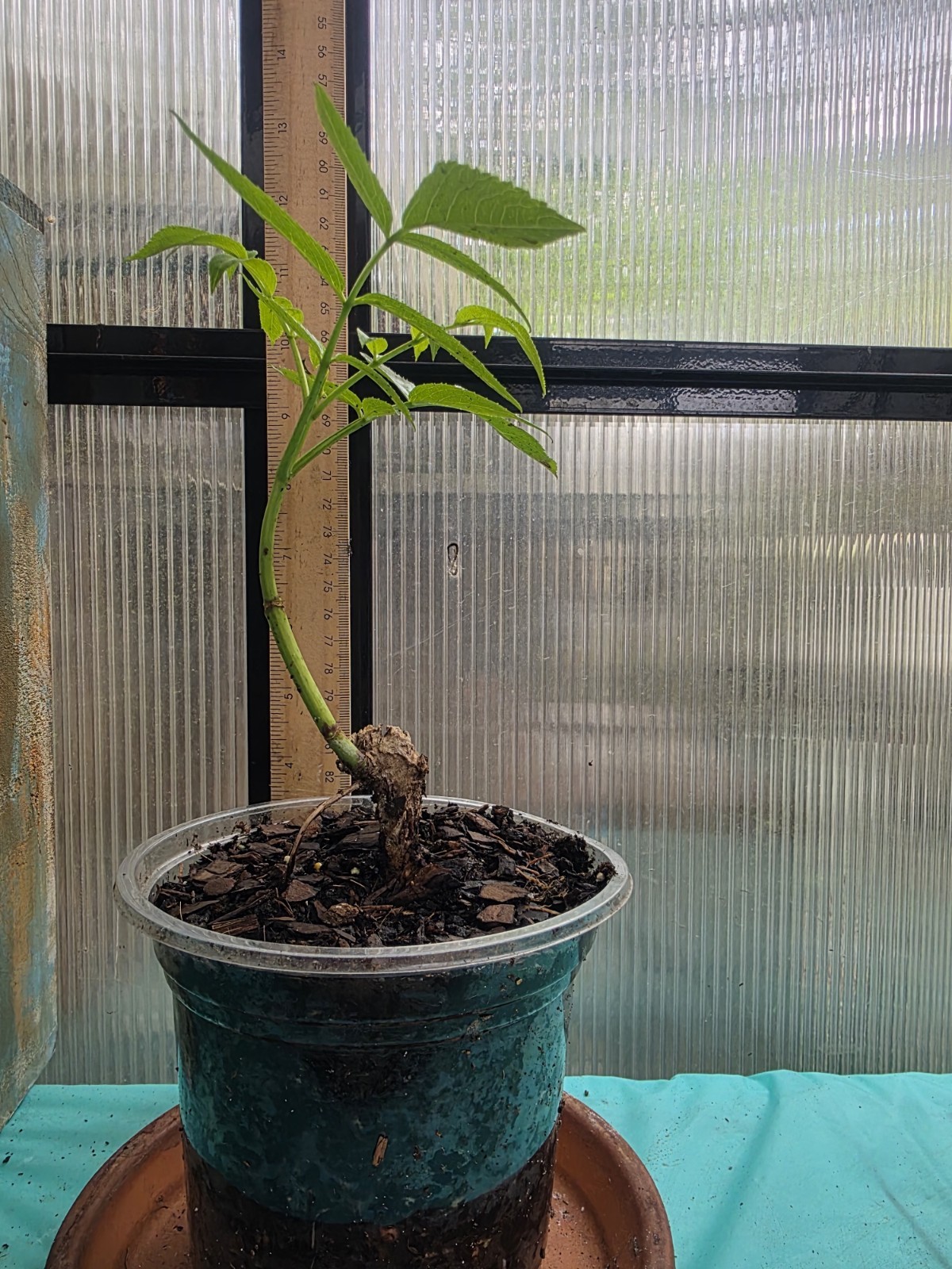 Elderberry (Sambucus) fully rooted seedling plant (Plant Only) sizes vary