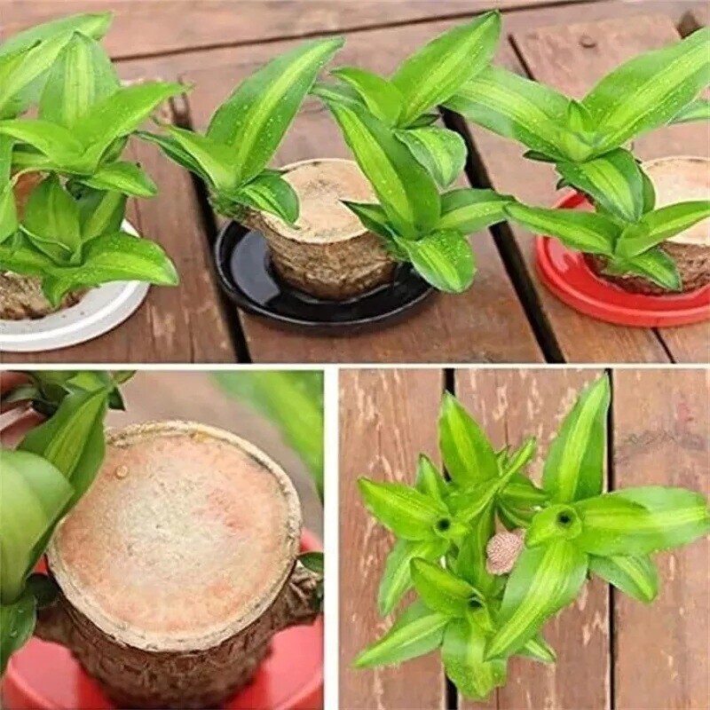 Brazilian Wood Plant Water Raise Mini Brazil Lucky Wood Potted Tree Indoor Decor