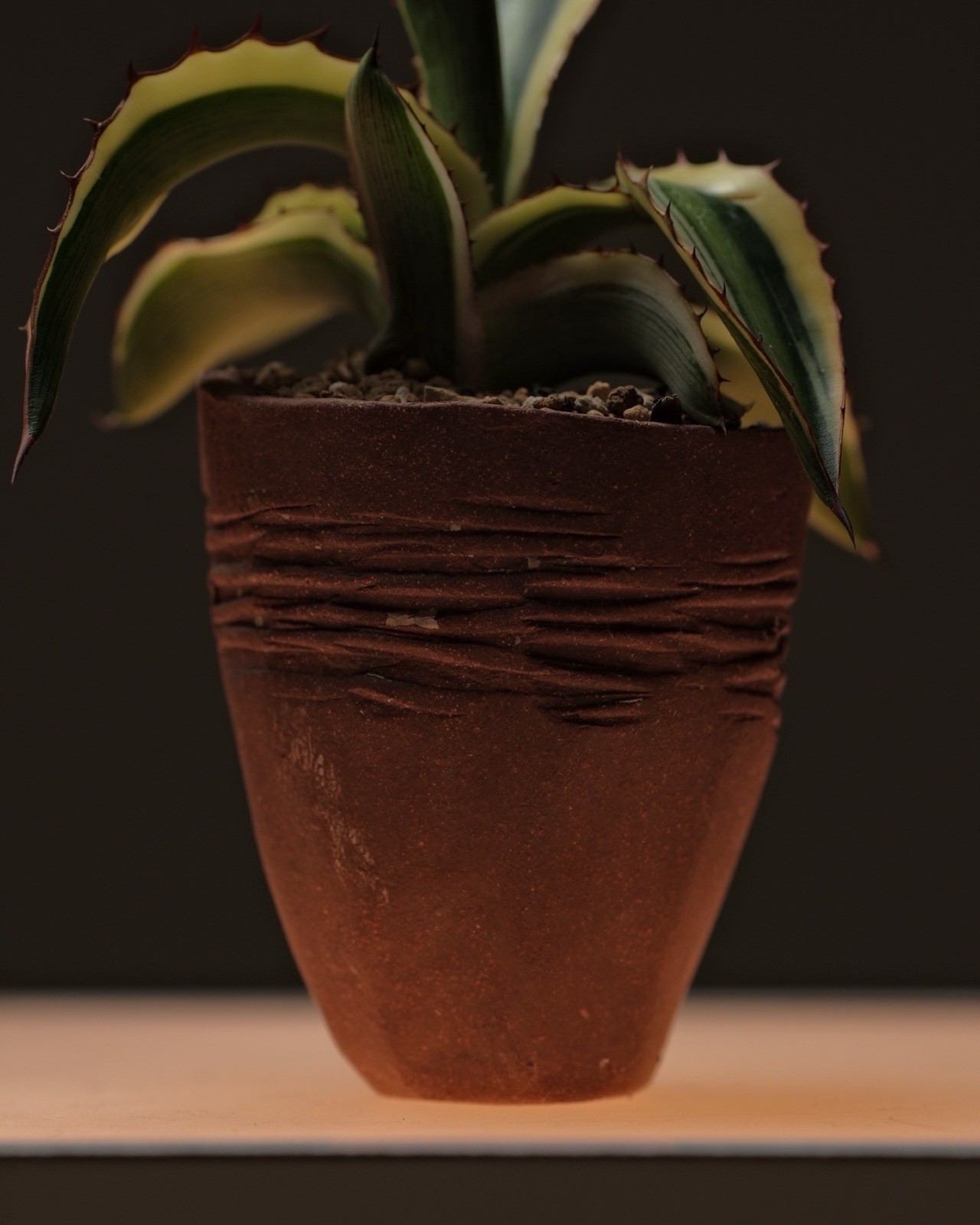 Agave in a Stoneware Pinch Pot By Nigel Callisto