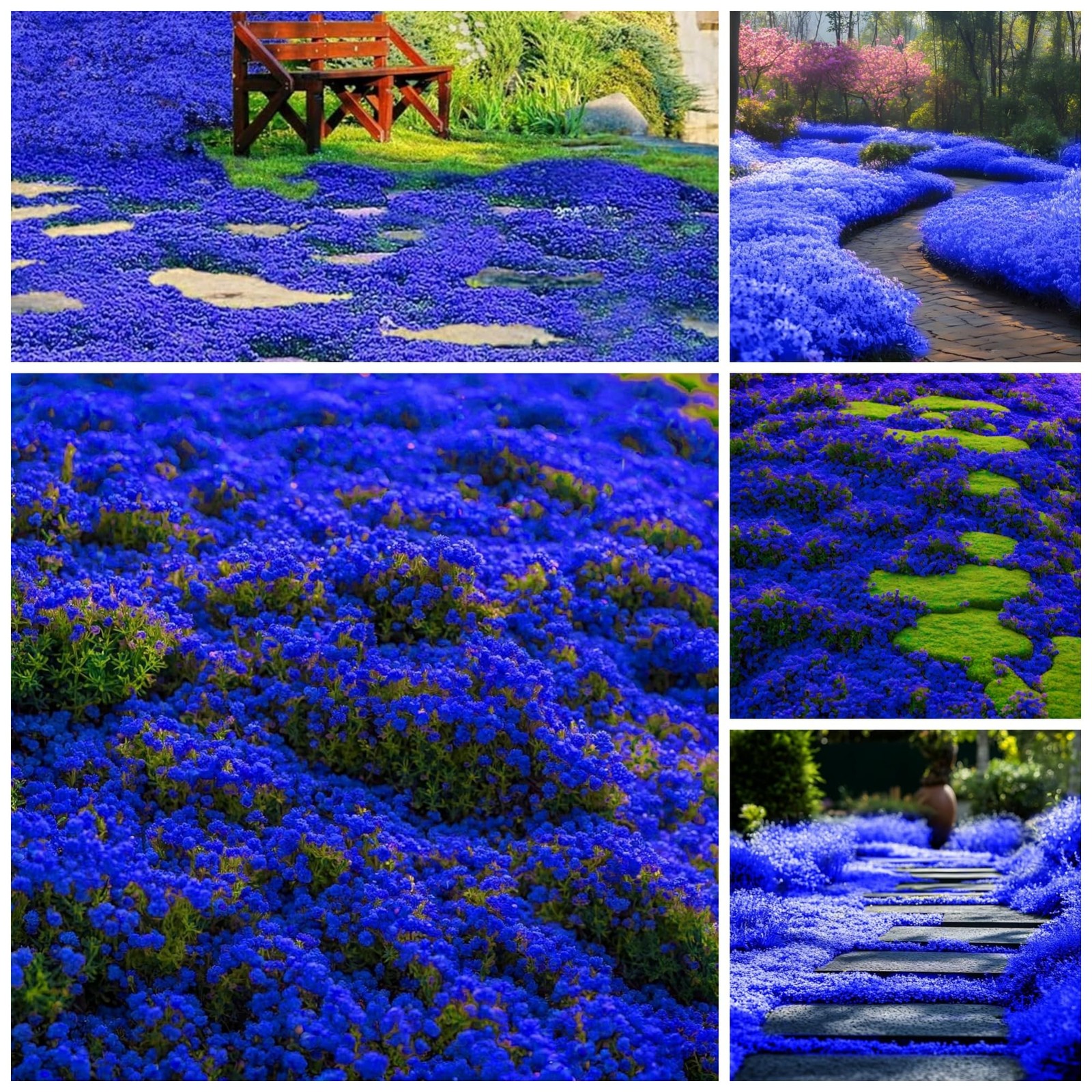 29000+ Magic Creeping Thyme Seeds for Planting Perennial Ground Cover Plants …
