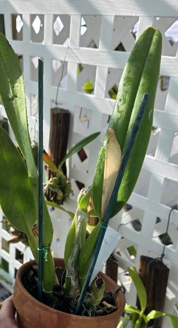 Cattleya Canhamiana ‘Colbalt’ Am/Aos Original Awarded Bs Established Division