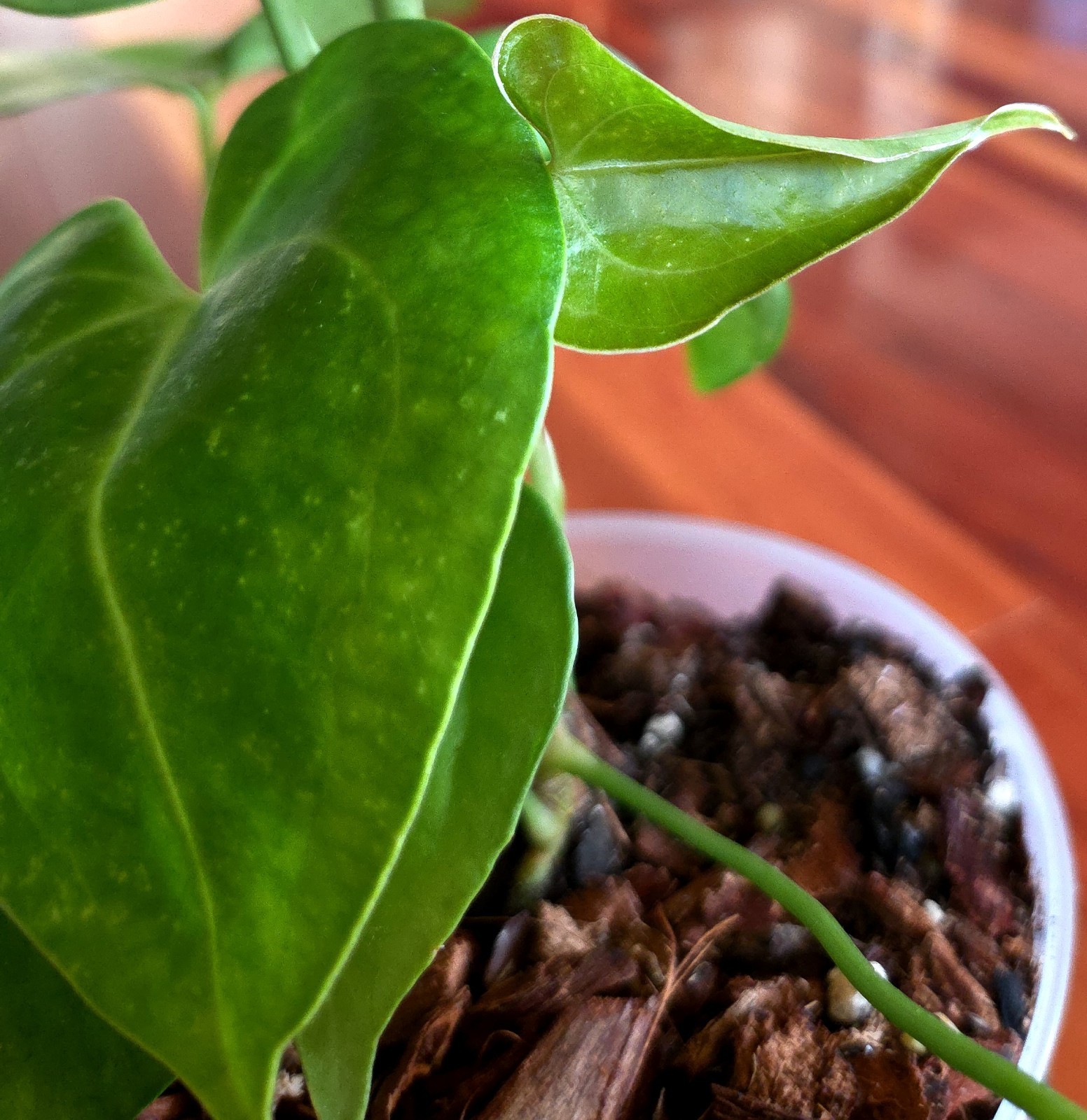 Rare Anthurium Berriozabalense X Clarinervium 22″ Tall Aroid Not Philodendron