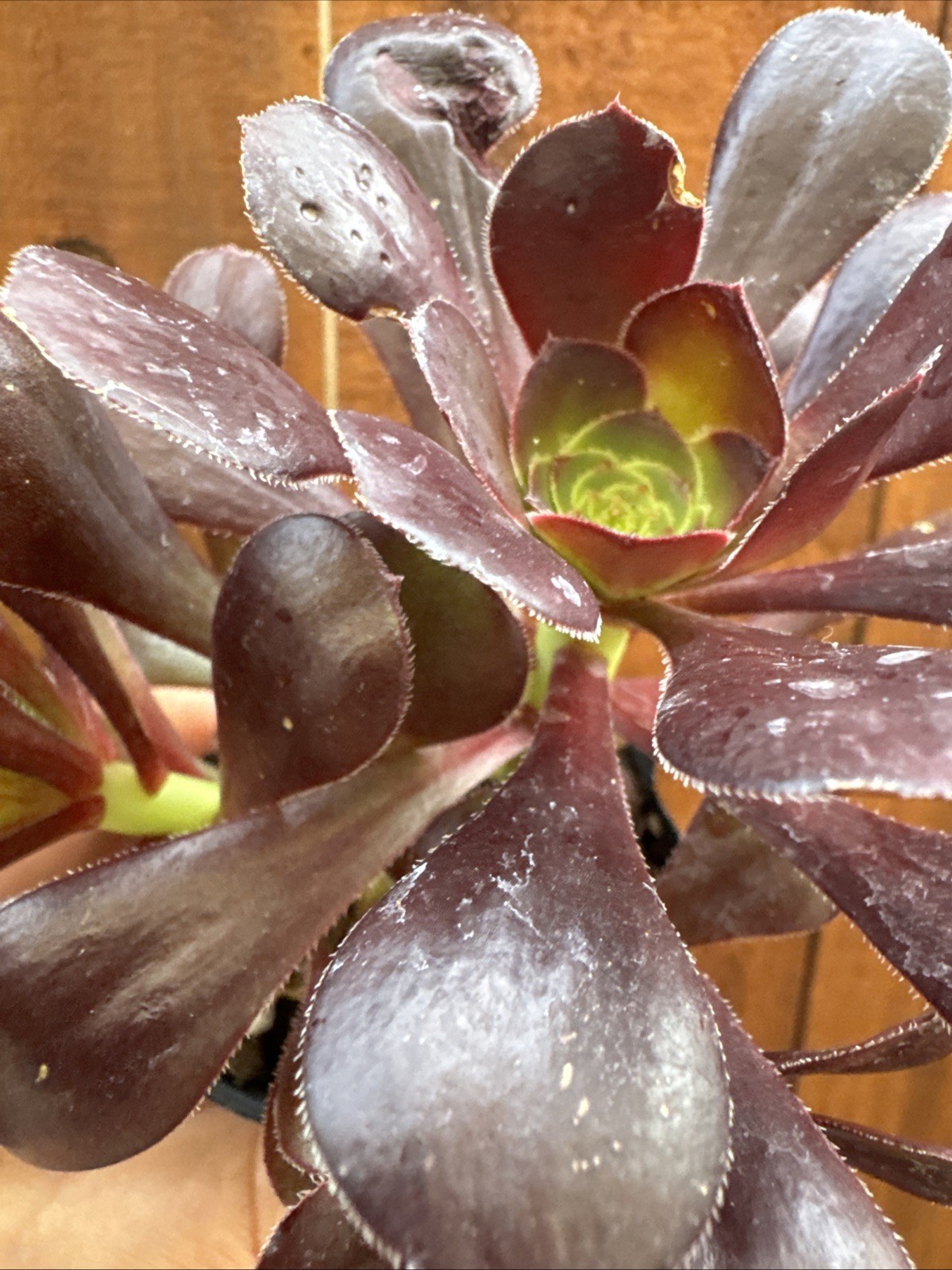 BLACK ROSE Dark Purple Aeonium Succulent