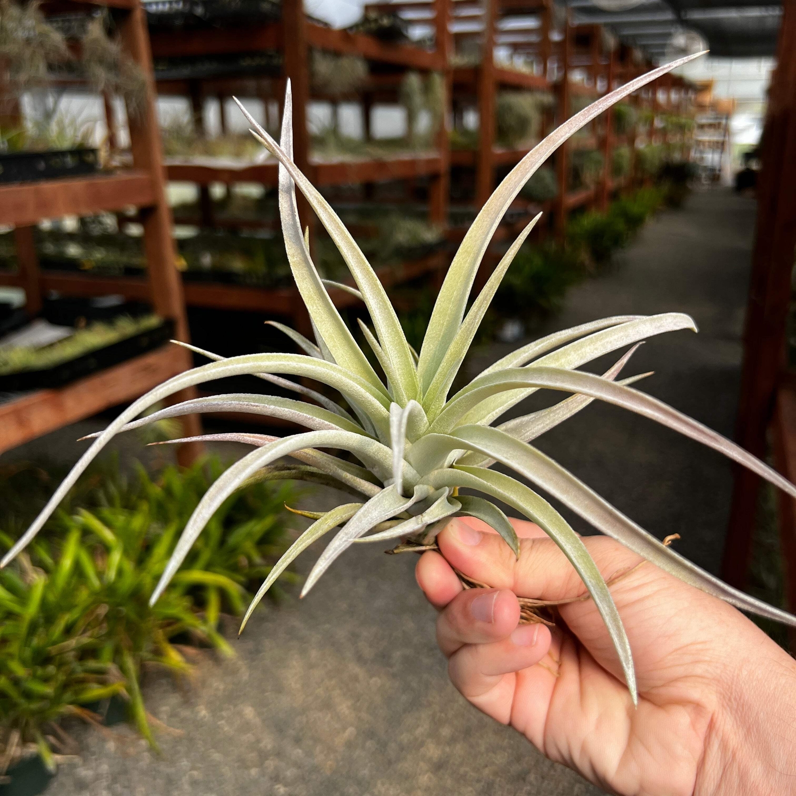 Harrisii Air Plant (Easy Care, Beginner Friendly Plant)