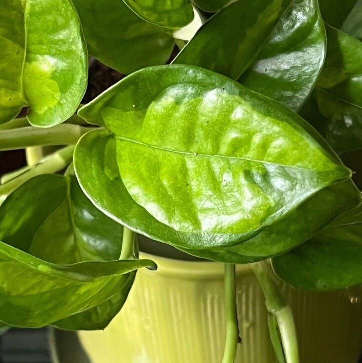 Lot of 3 Golden, Cebu Blue, Global Green Pothos 2 Leaf 2 Nodes UNROOTED CUTTINGS