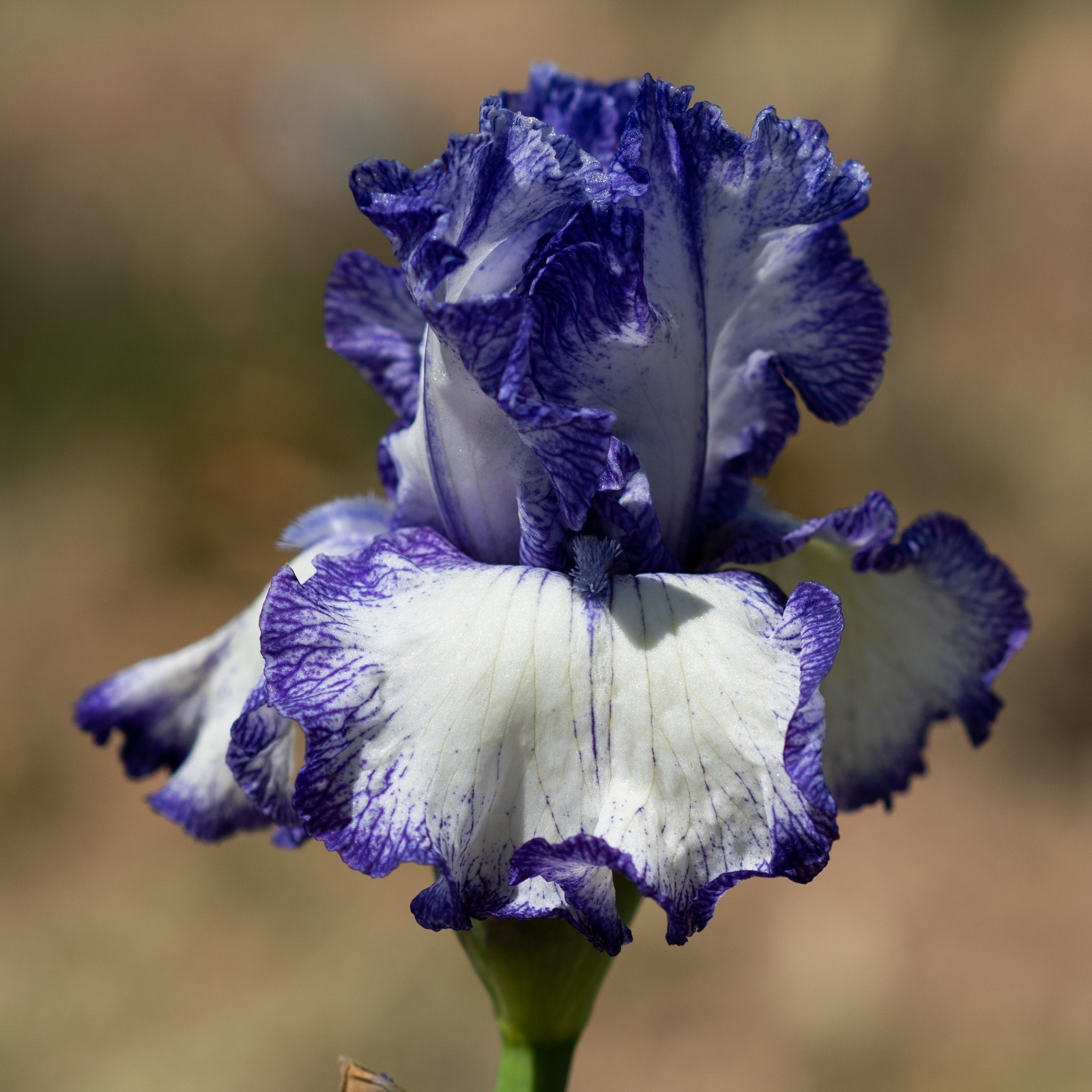 **INK PATTERNS** Tall Bearded Iris. Pre-Order, Combined Shipping: Jul – Sep