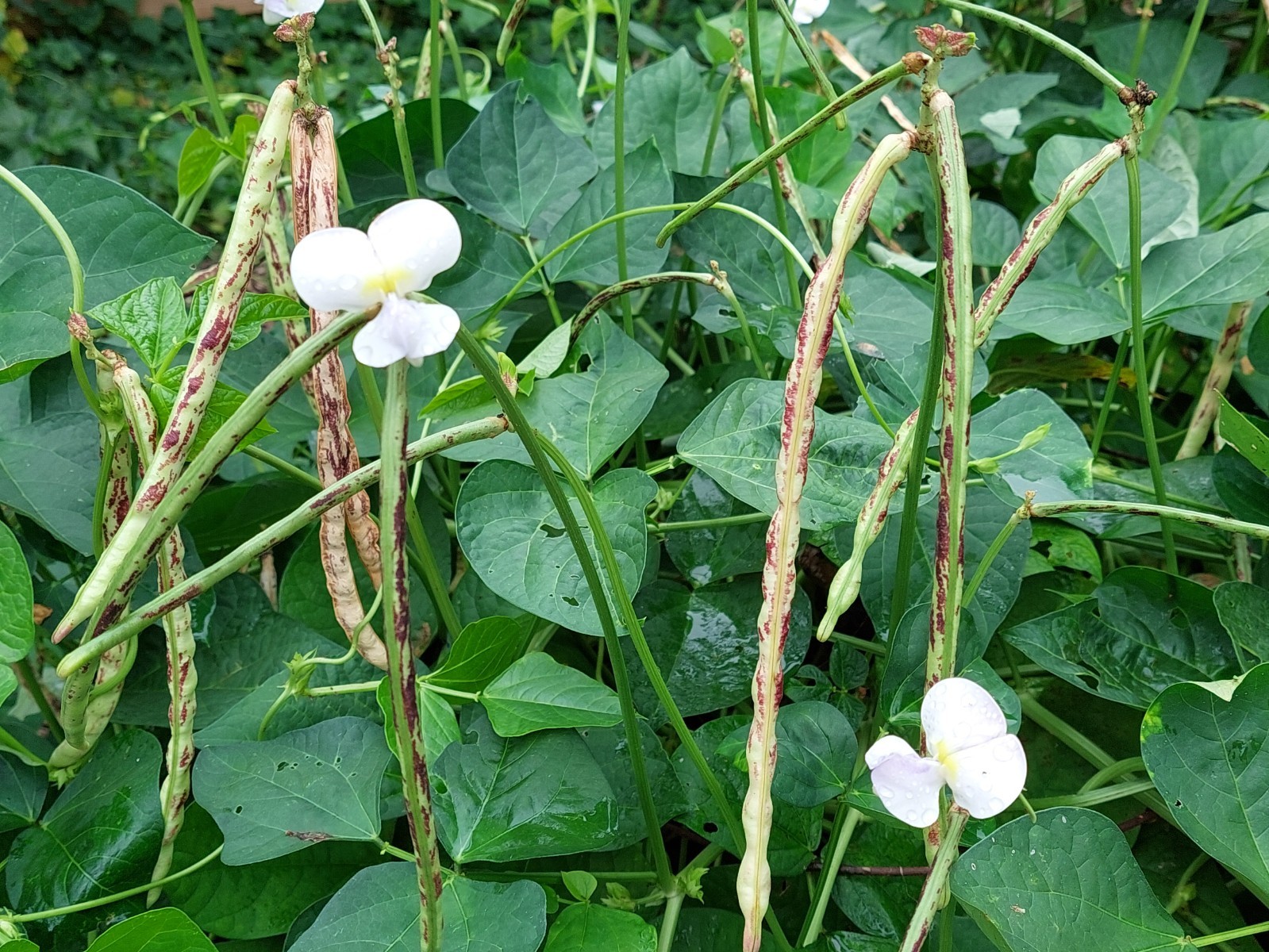 Thai Soldier long bean (Vigna unguiculata) 50 seeds. Harvested Dec 2025!