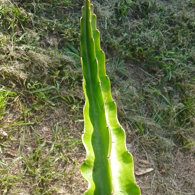 FRESH DRAGON FRUIT CUTTINGS – RANDOM VARIETY – 10″ (15 cutting)